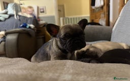 French Bulldog dogs for sale: 2 female French bulldog - ready soon  - Image 6