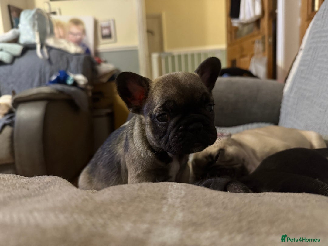 French Bulldog dogs for sale: 2 female French bulldog - ready soon  - Image 6