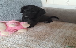 Sprocker dogs for sale: Gorgeous Sprocker girl. - Image 1