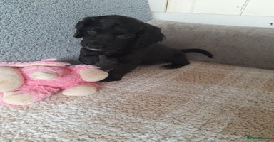 Sprocker dogs - Advert 11