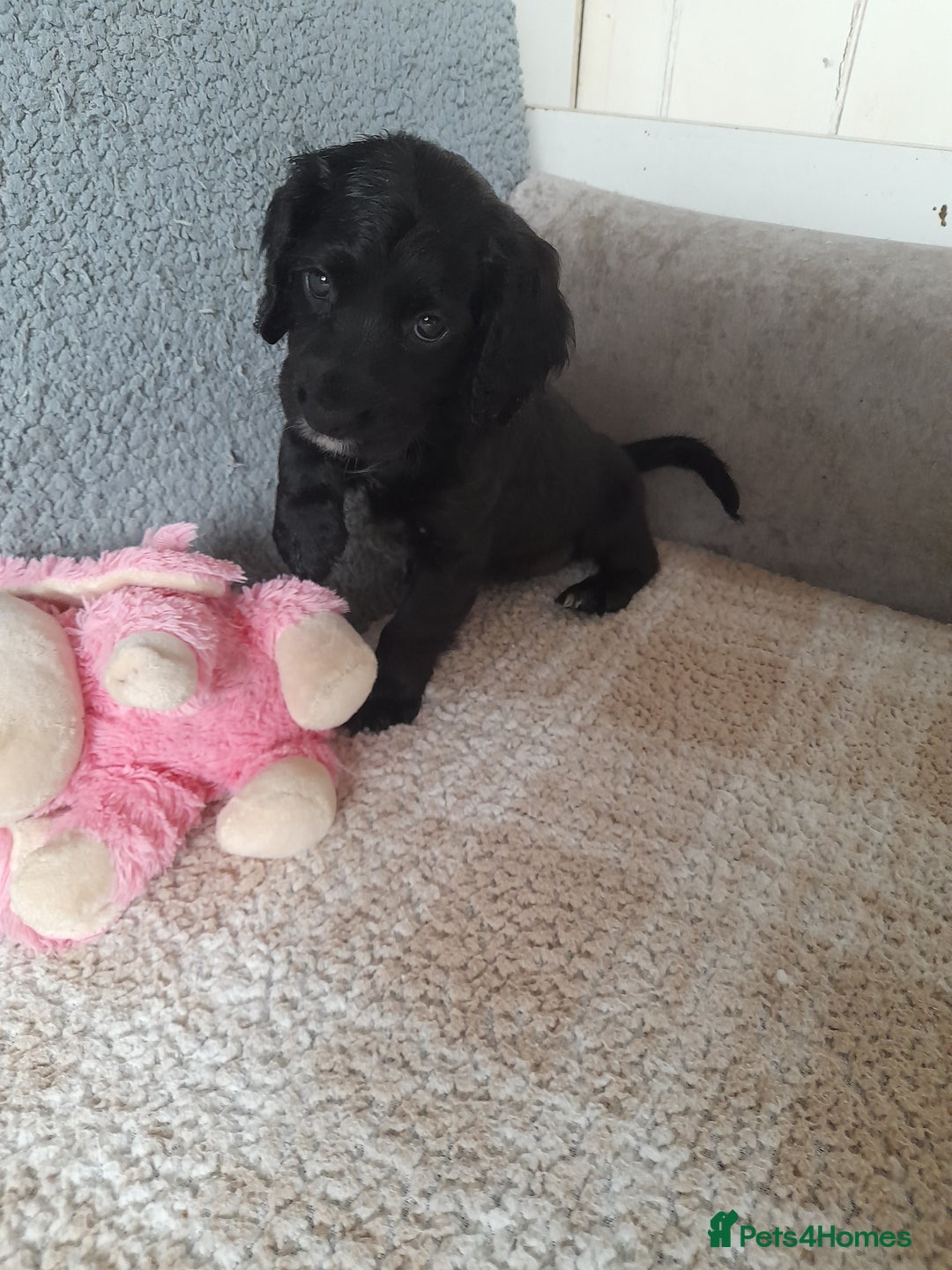 Sprocker dogs for sale: Gorgeous Sprocker girl. - Image 1