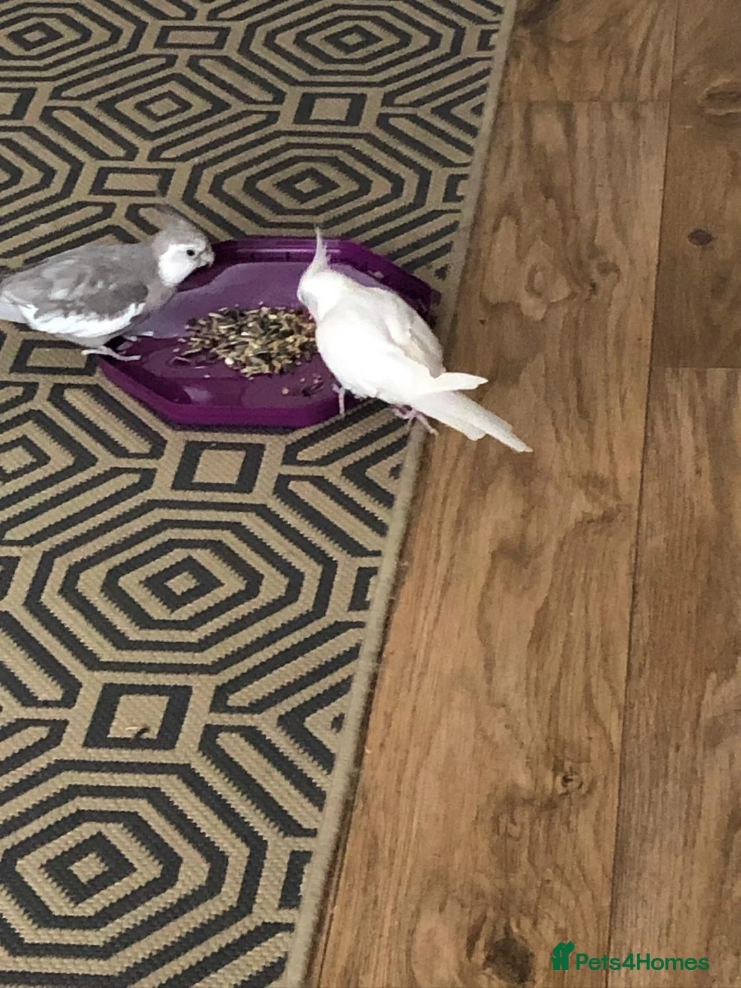 Cockatiels birds for sale: Two male cockatiels  in Nantwich - Advert 4