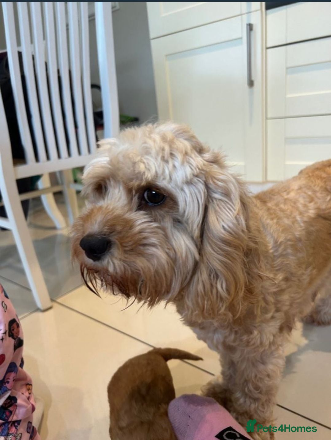 Cavapoo dogs Beautiful Cavapoo Puppies – Ready for Loving Homes - Advert 1