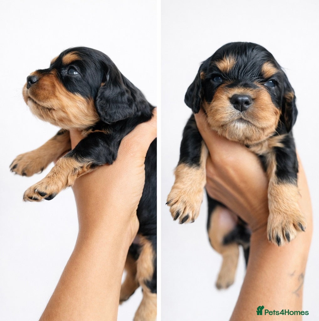 Cocker Spaniel dogs Working Cocker spaniels  - Advert 16