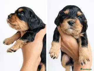 Cocker Spaniel dogs Working Cocker spaniels - Advert 2