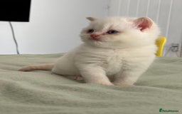 British Shorthair cats for sale: 2 LITTERS GCCF HEALTH TESTED BSH KITTENS - Image 14