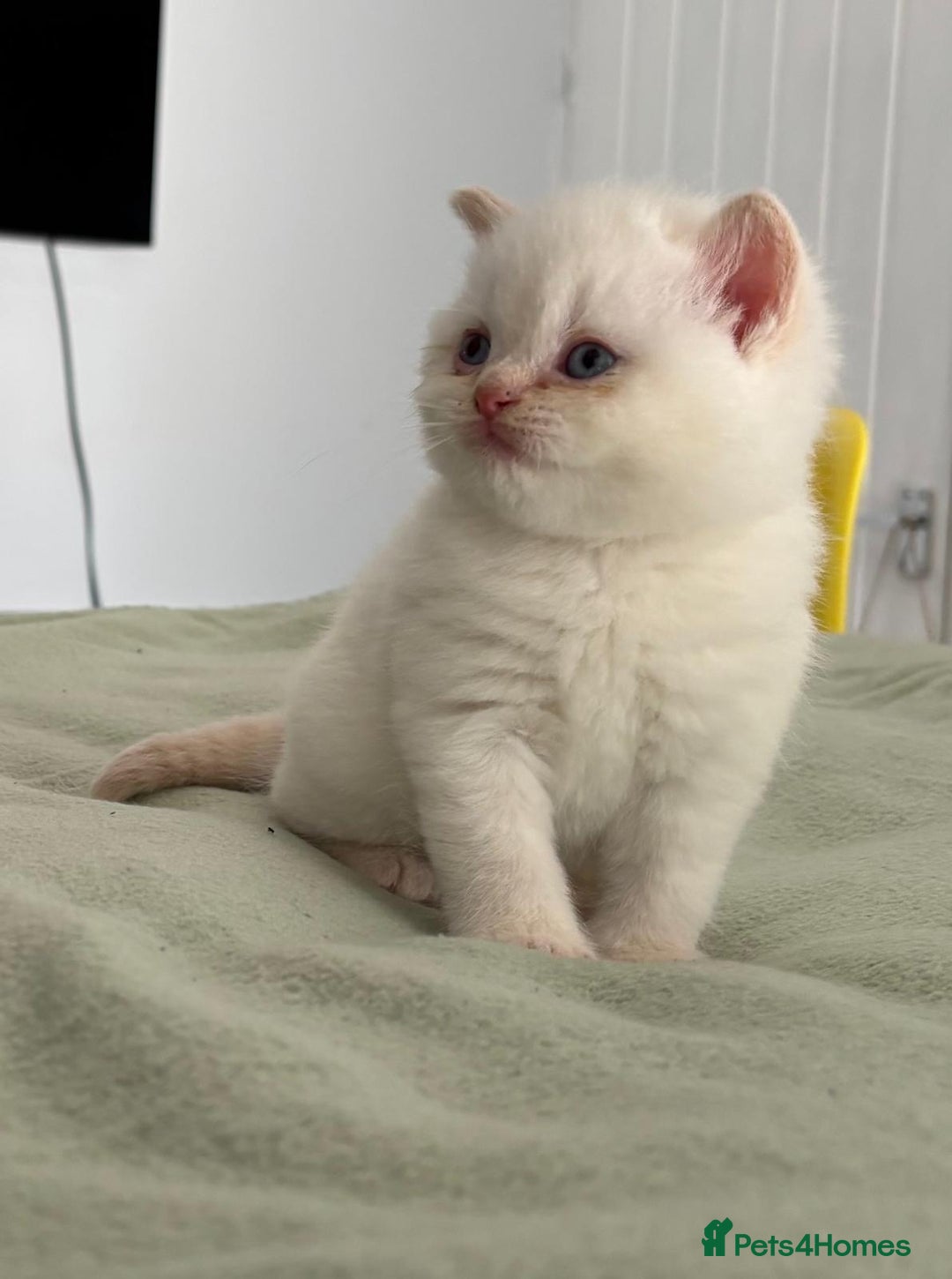 British Shorthair cats for sale: 2 LITTERS GCCF HEALTH TESTED BSH KITTENS - Image 14