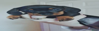 Miniature Dachshund 2