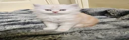 Scottish Fold cats for sale: Adorable Scottish Fold Straight Ear Tabby Kittens - Advert 6
