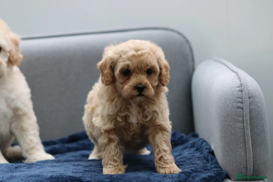 Cavapoochon dogs for sale: Cavapochon puppies for sale - Advert 33
