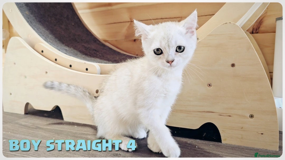Scottish Fold cats for sale: Scottish Fold Kittens (Delivery  available) - Image 11
