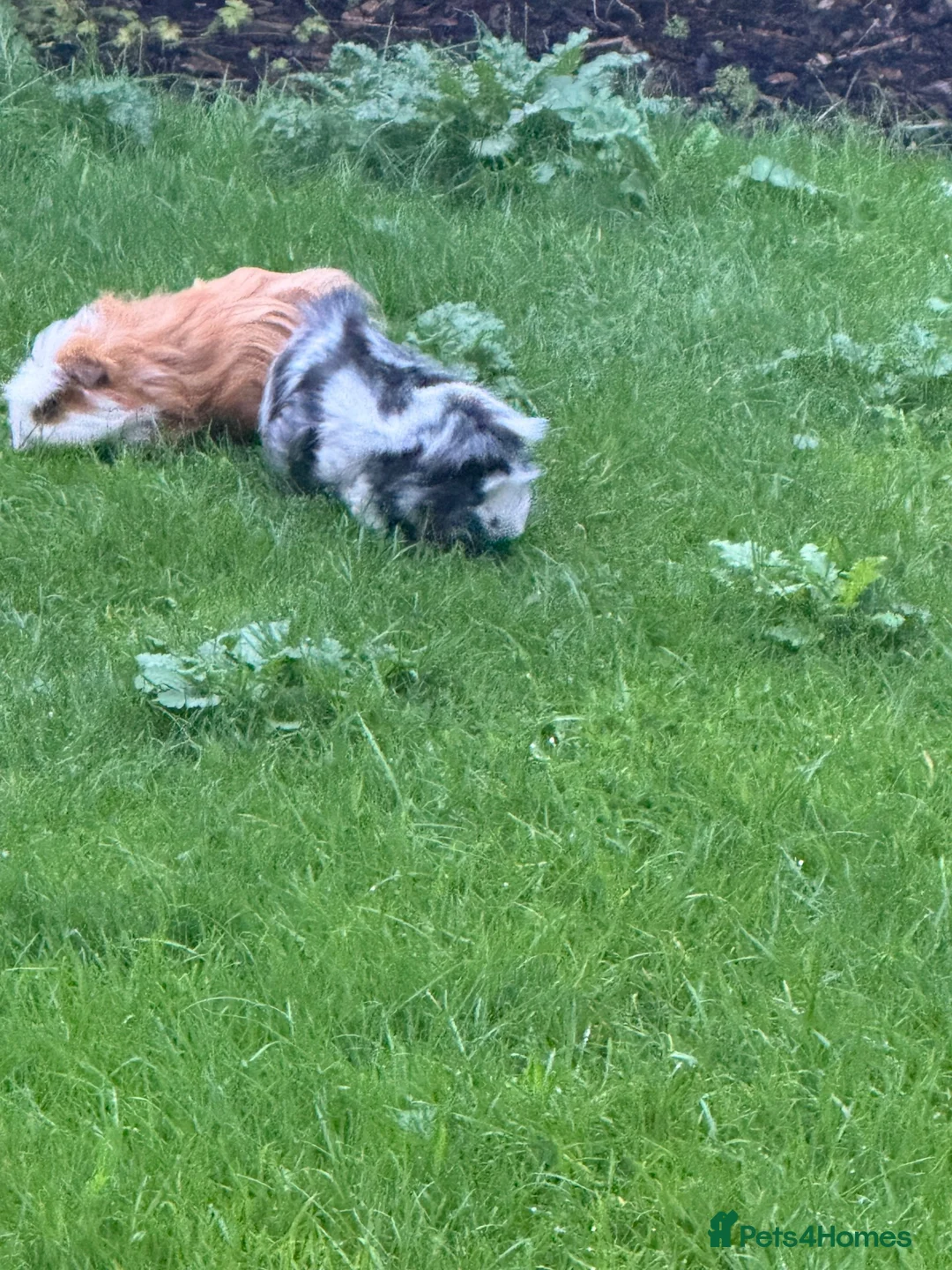 Guinea Pig rodents for sale: Two male guinea pigs  in Leeds - Advert 2