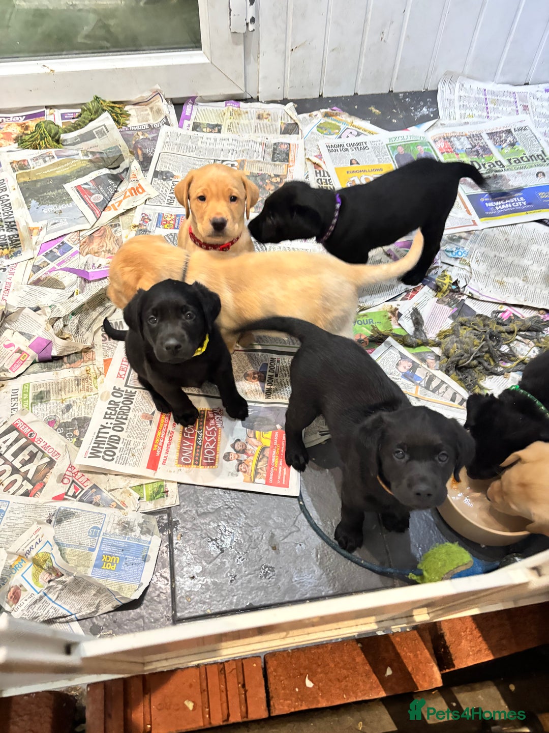 Labrador Retriever dogs for sale: Fully health tested kc reg Labrador puppies  - Image 6