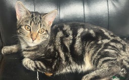 Mixed Breed cats for sale: Kittens for sale - Image 16