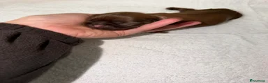 Rosie (pink)