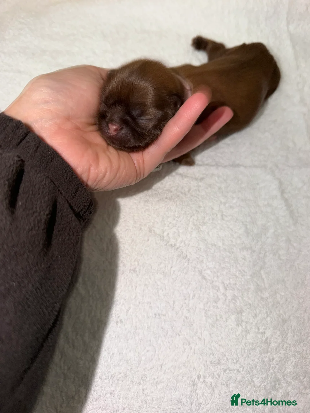 Shih Tzu dogs for sale: Kc registered imperial Shih Tzu  - Advert 2
