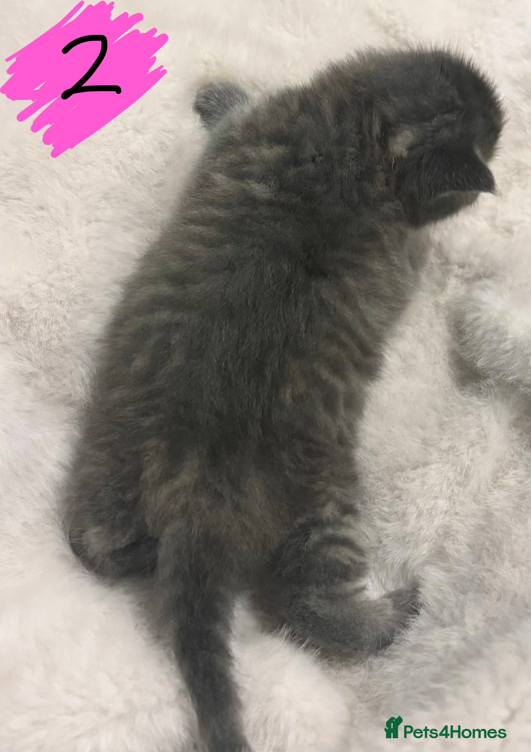 Maine Coon cats for sale: Maine Coon kittens - Advert 10