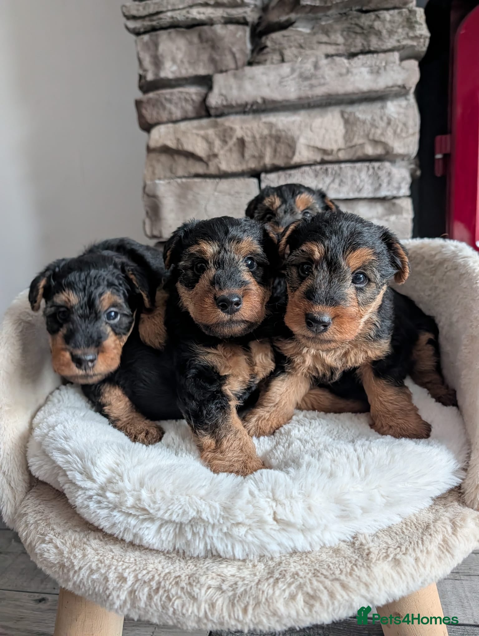 Welsh Terrier dogs Show Lines Stunning KC Welsh Terriers Puppies in Crewe - Advert 6