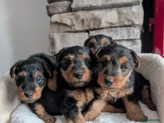 Welsh Terrier dogs Show Lines Stunning KC Welsh Terriers Puppies in Crewe - Advert 6