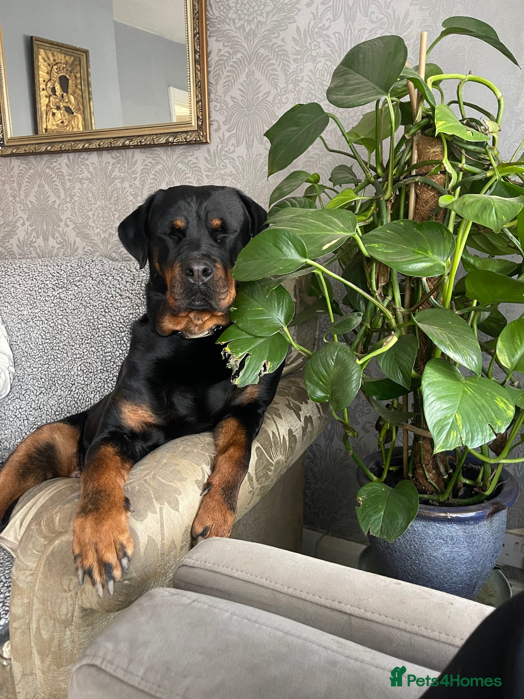 Rottweiler dogs for sale: Rottweiler puppies  - Image 8