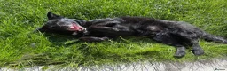 Mixed Breed dogs for adoption: 💖🐶 KODA – THREE YEARS AGO SHE WAS SAVED - Advert 10