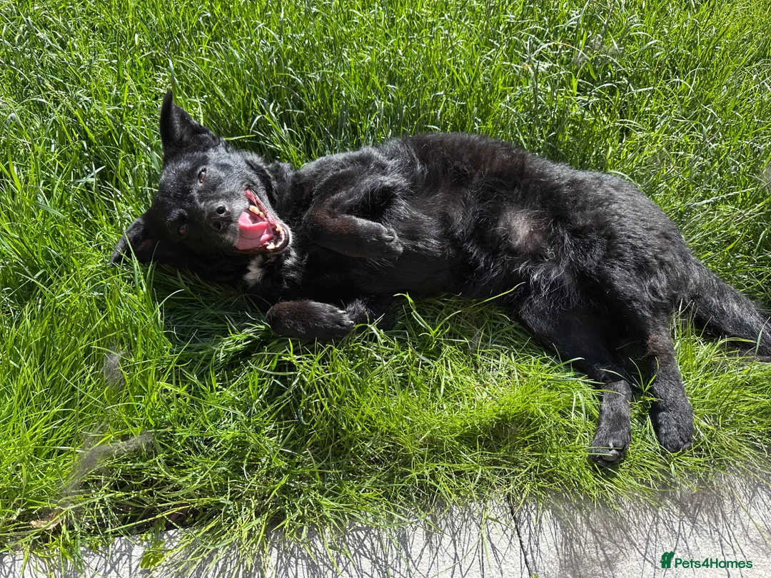 Mixed Breed dogs for adoption: 💖🐶 KODA – THREE YEARS AGO SHE WAS SAVED - Advert 10