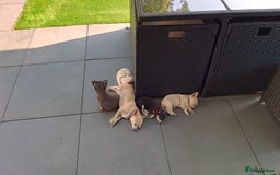 Chihuahua dogs for sale: 🐾Adorable Chihuahua Puppies Need 4ever Homes🐾 - Image 6