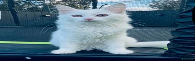 Ragdoll Kitten 1