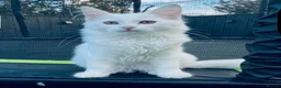 Ragdoll cats for sale: Ragdoll & Siberian X Ragdoll in Northallerton - Advert 1