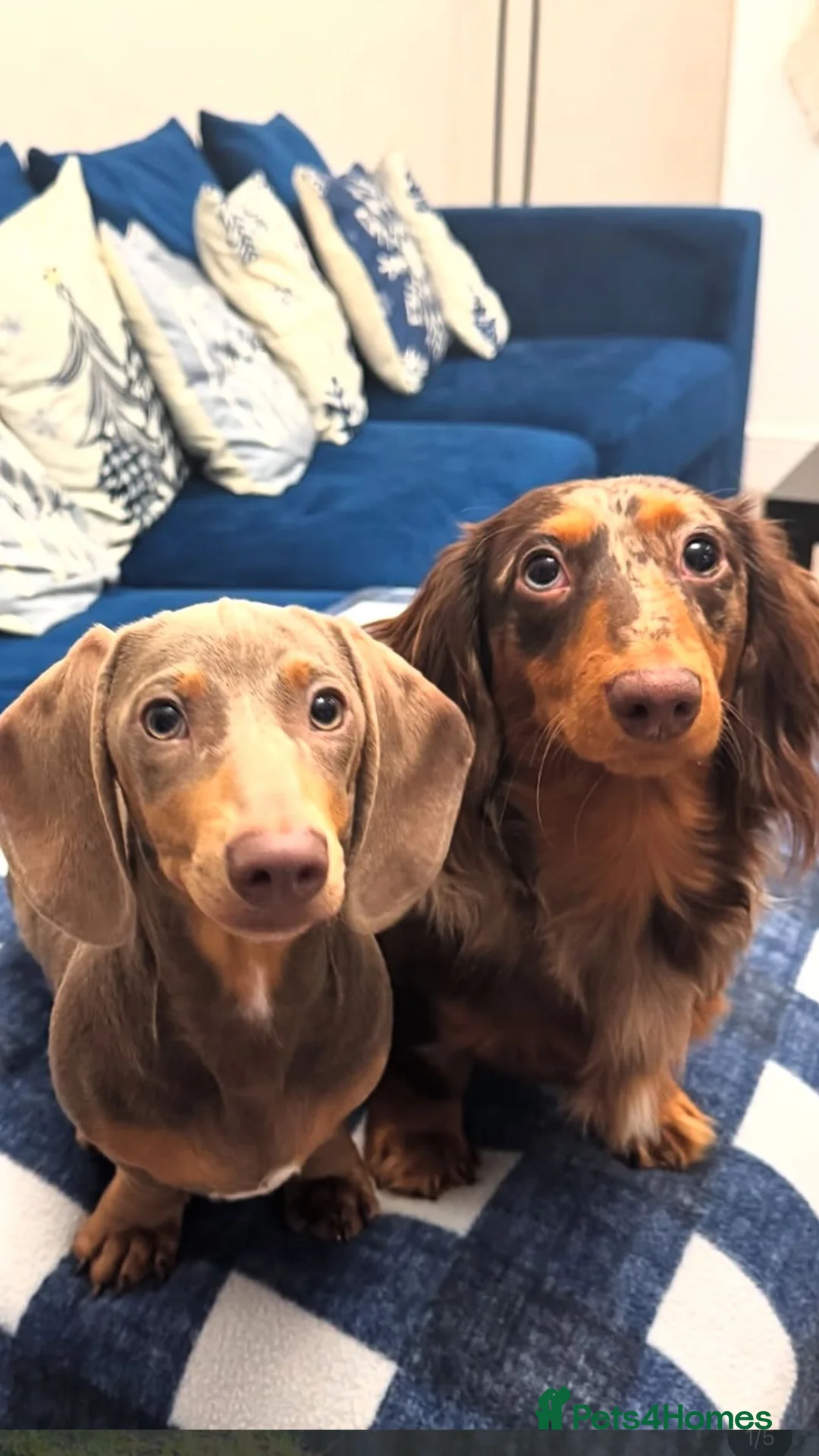 Miniature Dachshund dogs for sale: 2 beautiful Isabella and tan mini dachshunds  - Advert 15