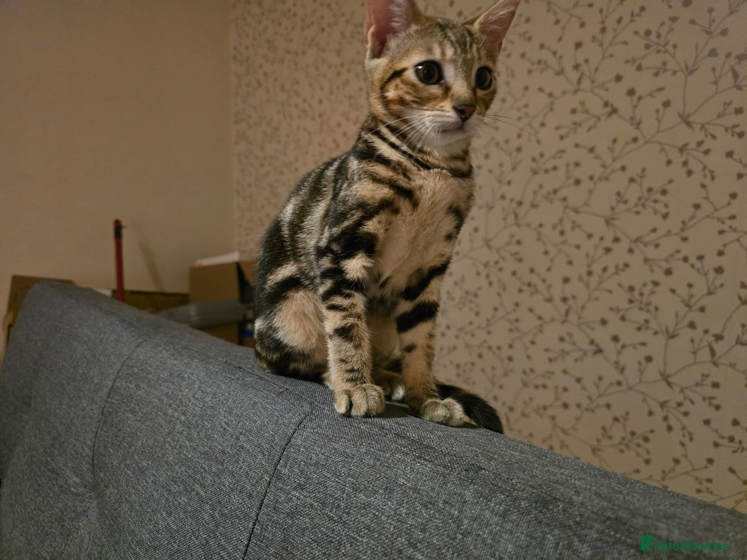 Bengal cats for sale: Bengal kittens - Image 17