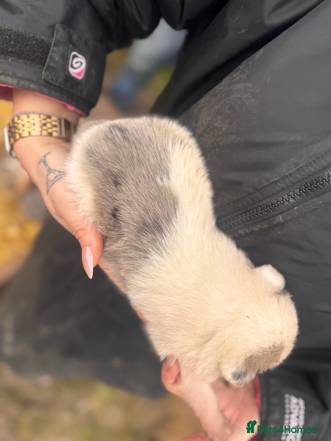 Border Collie dogs for sale: Blue merle collies - Advert 23