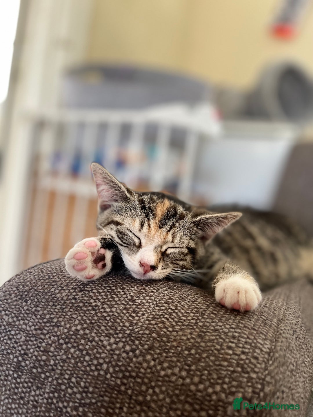 Domestic Shorthair cats for sale: Female Tabby and orange Kitten - Image 17