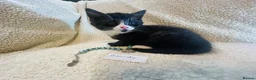 Persian cats for sale: Silver Tipped Persian chinchilla crosses - Advert 12
