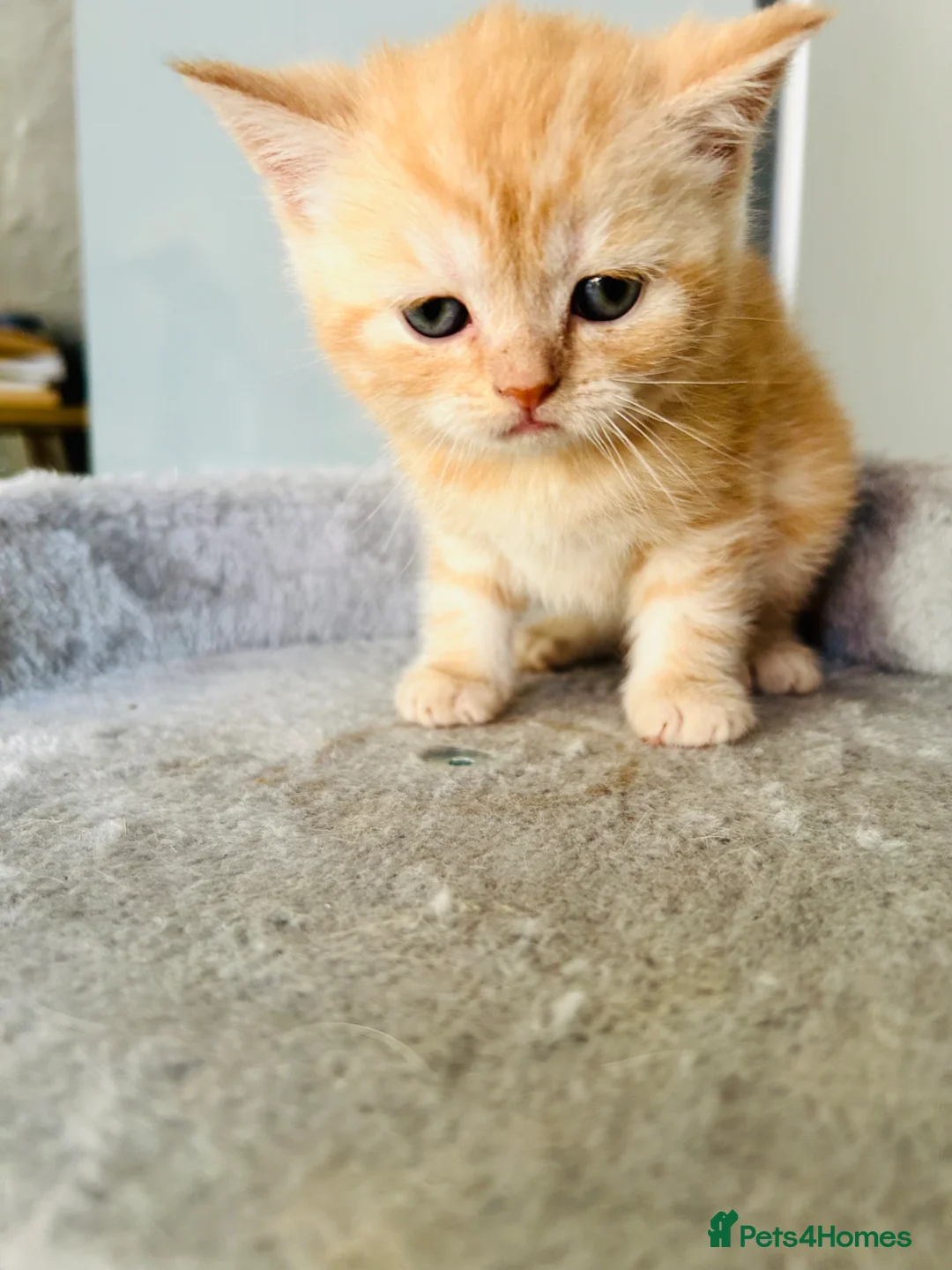 Scottish Fold cats for sale:  Meet your future cuddle companion! ✨🐾 - Advert 1