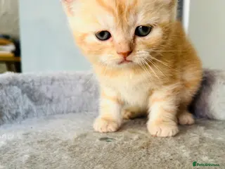 Scottish Fold cats Meet your future cuddle companion! ✨🐾 - Advert 16