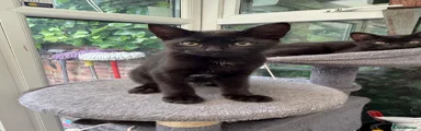 Domestic Shorthair Kitten 3