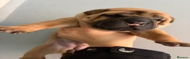 Shar Pei 4