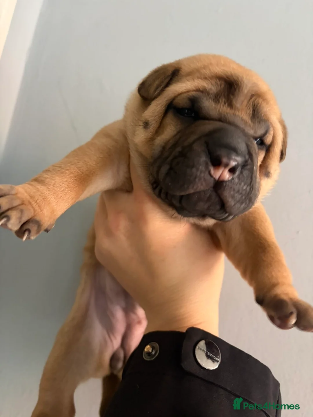 Shar Pei dogs for sale: Shar pei - Advert 2