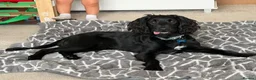 Sprocker dogs for sale: Sprocker spaniel  - Advert 11