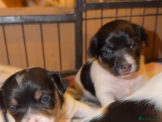 Jack Russell dogs Jack Russell puppies - Advert 1