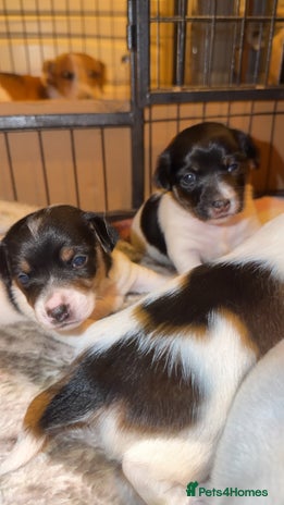 Jack Russell dogs Jack Russell puppies - Advert 3