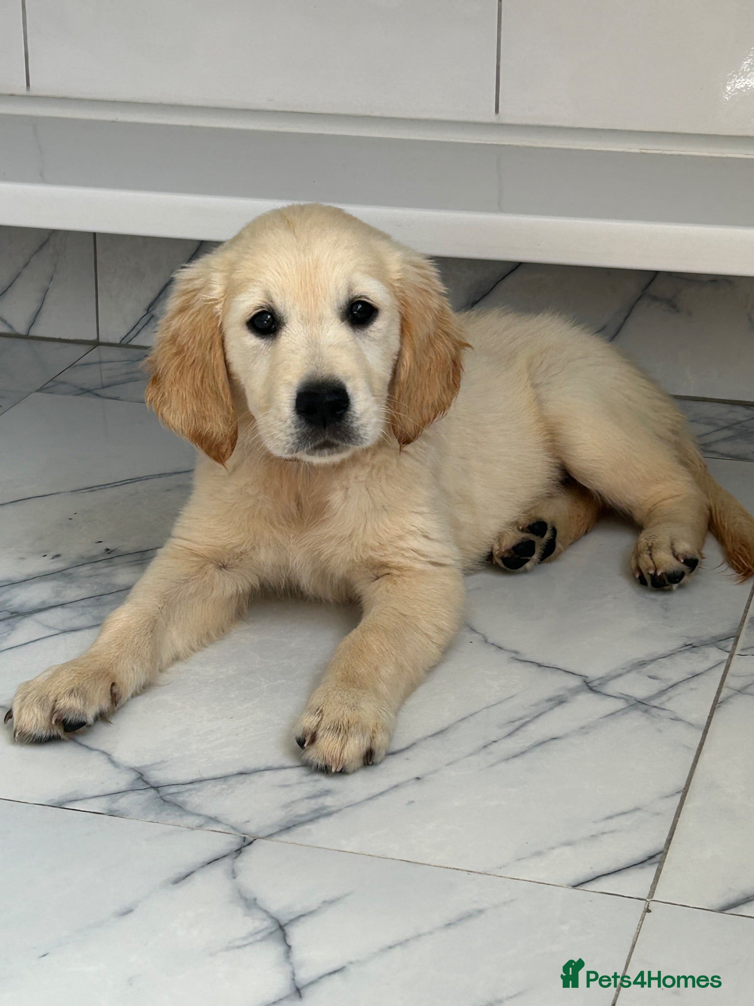Golden Retriever dogs KC registered golden retriever puppies ready now. - Advert 2
