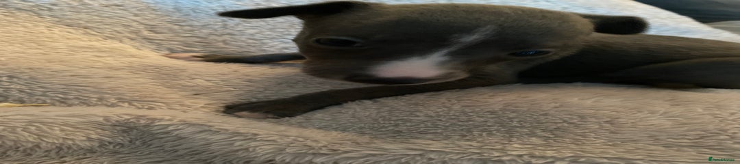 Whippet Puppy 8