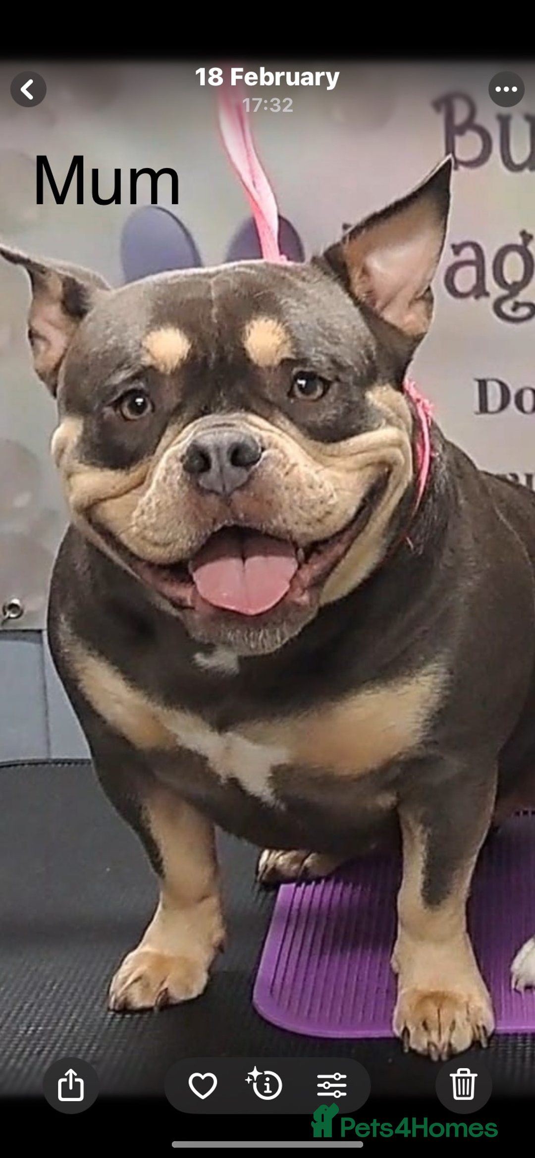 American Bully dogs for sale: Stunning pocket bully litter fully registered  - Image 3