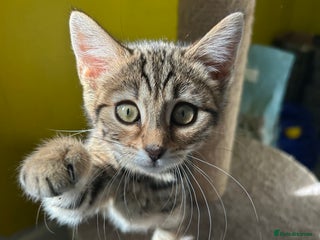 Mixed Breed cats - Advert 35