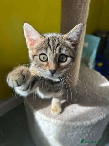 Mixed Breed cats - Advert 16