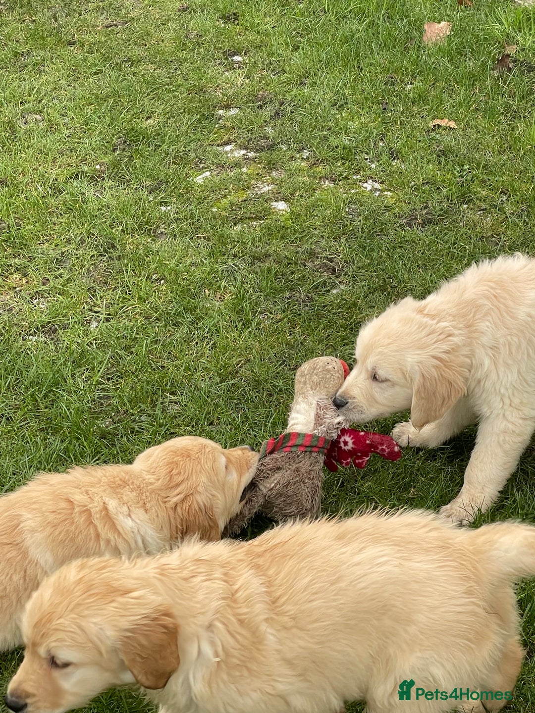 Golden Retriever dogs for sale: Stunning golden retriever puppies  - Advert 7