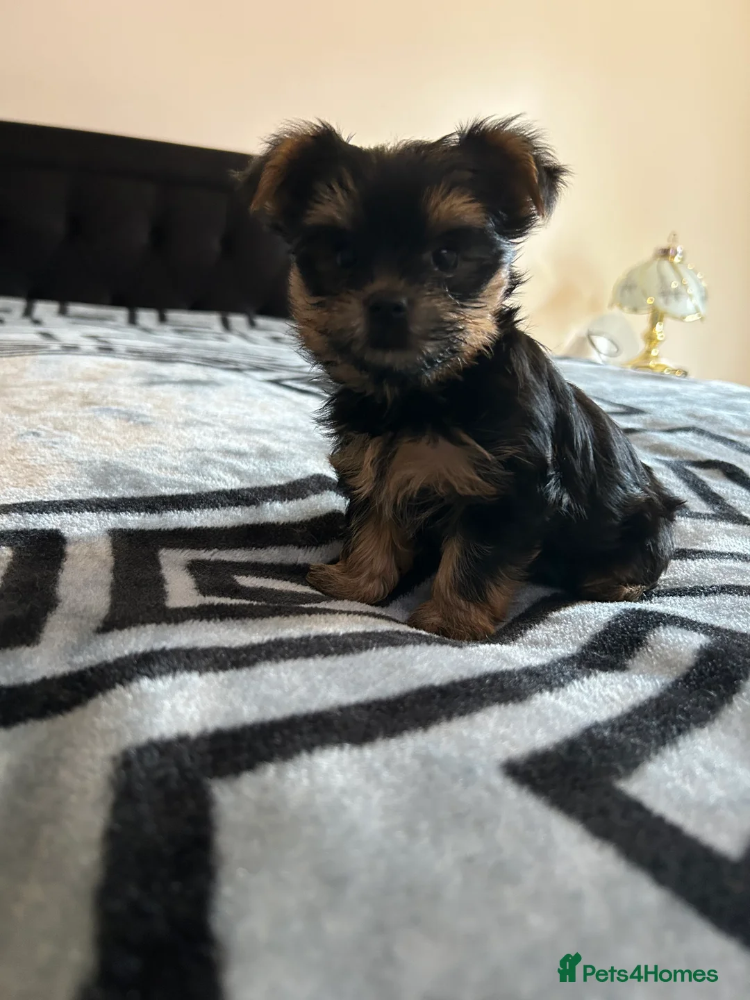 Yorkshire Terrier dogs for sale: Litter of Yorkshire terriers for sale - Advert 13