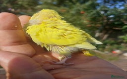 Budgerigars birds for sale: Hand reared super tame budgies chick - Image 10